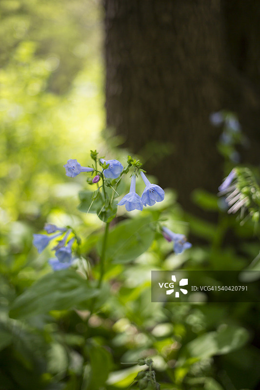 春天的风铃草图片素材