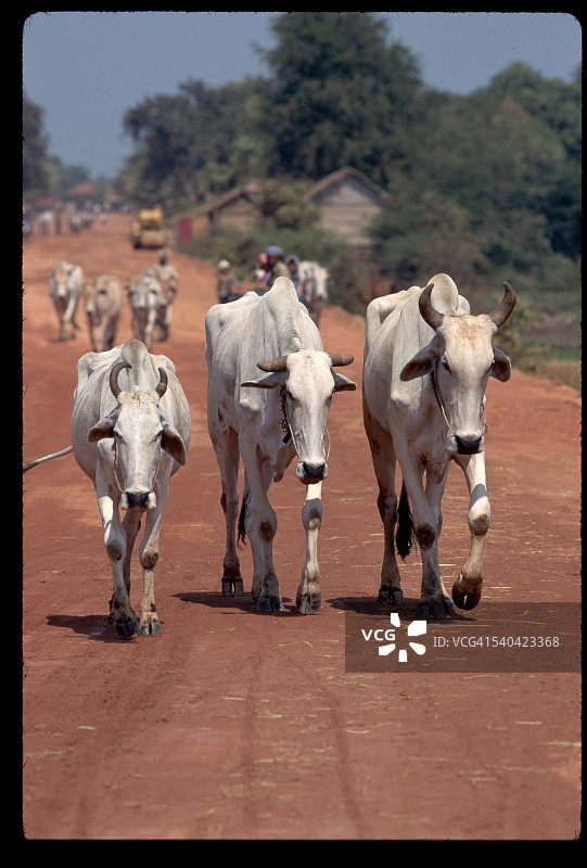 在柬埔寨村庄牧牛图片素材