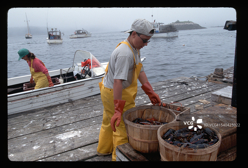 捕获龙虾的年轻渔民图片素材
