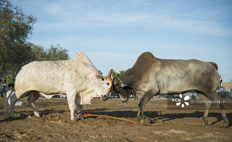 富查伊拉斗牛图片素材