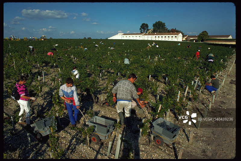 葡萄园采摘葡萄图片素材