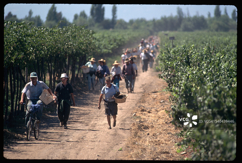 葡萄园归来的工人们图片素材