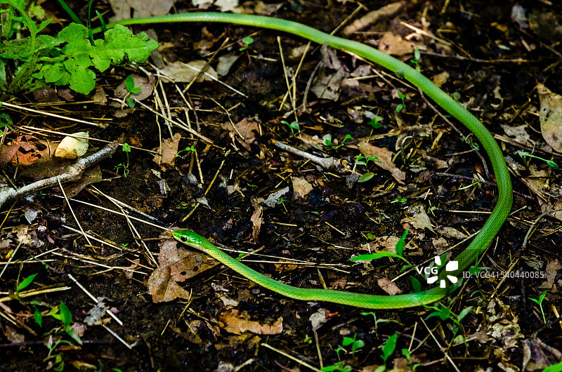 粗糙的绿蛇图片素材