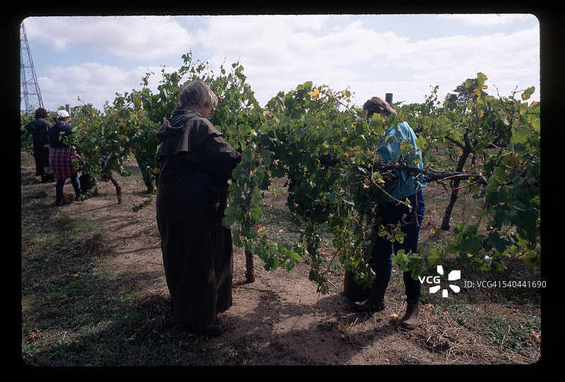在酿酒厂采摘葡萄图片素材