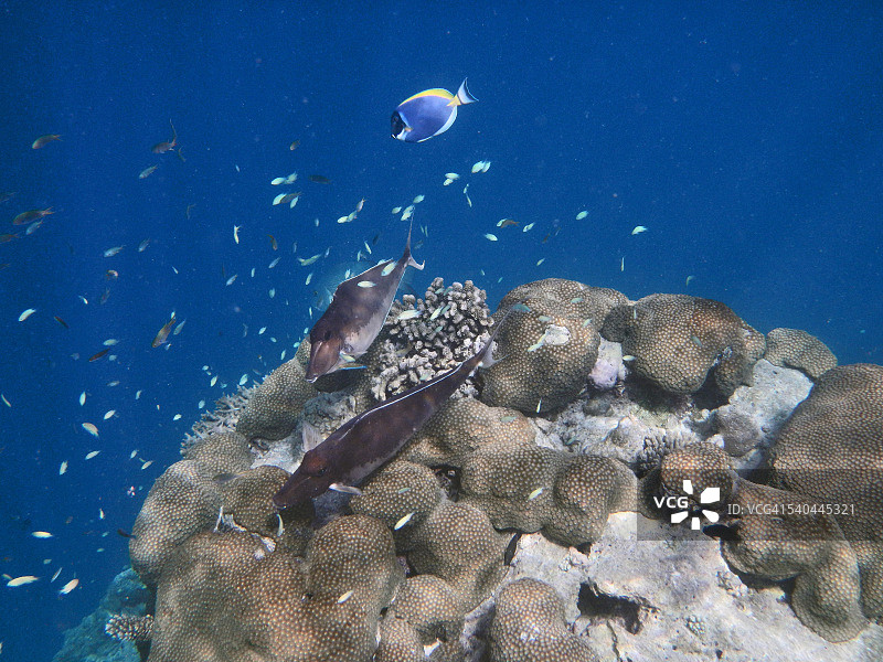 两只驼背鼻鱼在星状珊瑚上图片素材