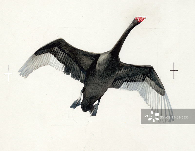 黑天鹅图片素材