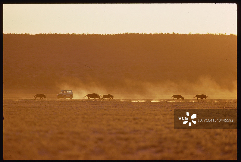 4x4 追踪黑色角马图片素材
