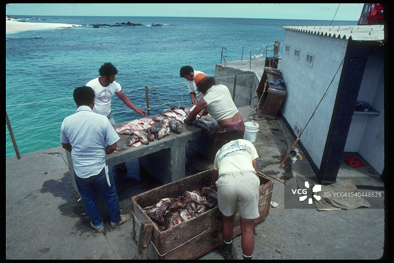 渔民清理阿森松岛岩鳕的渔获图片素材