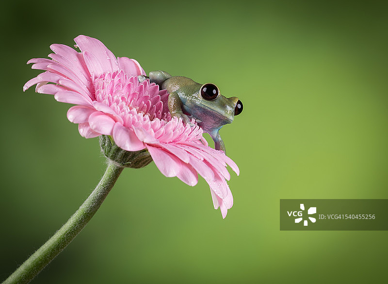 红眼树蛙图片素材