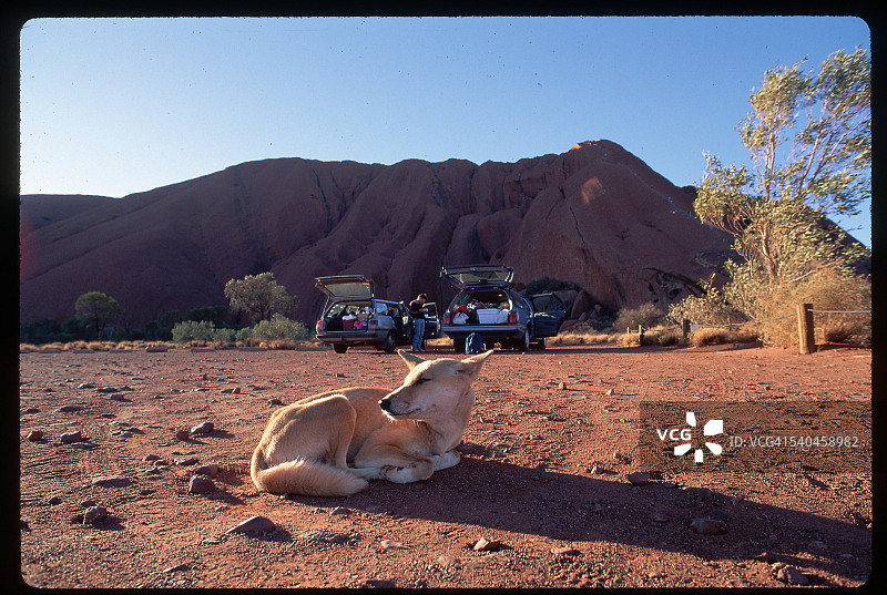 艾尔斯岩的丁格犬图片素材