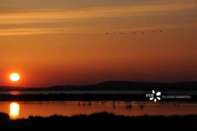 炉子里的粉色火烈鸟图片素材