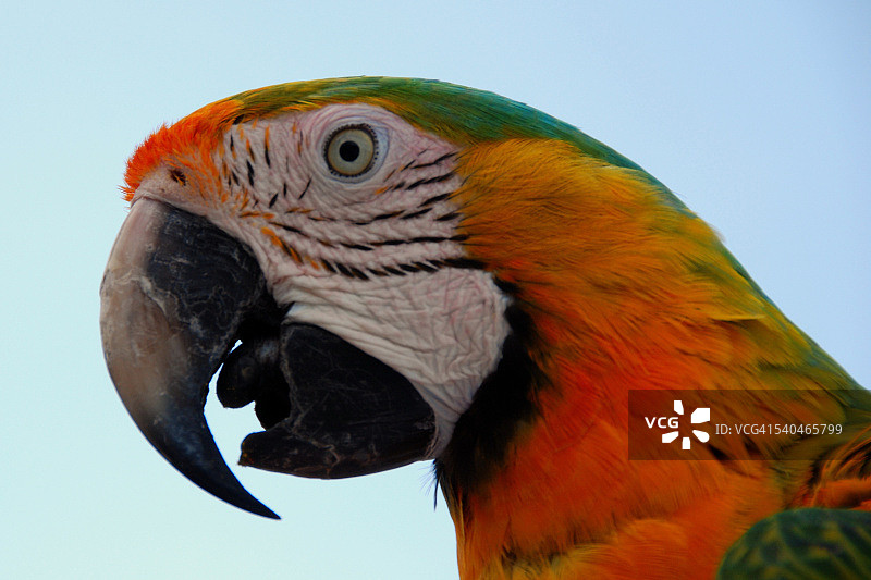 一只猩红金刚鹦鹉的肖像图片素材
