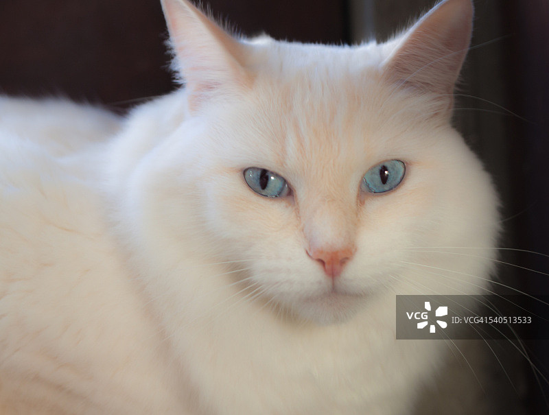 蓝眼睛美女图片素材