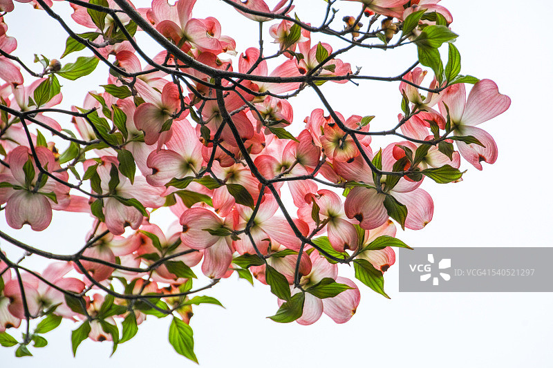 山茱萸图片素材