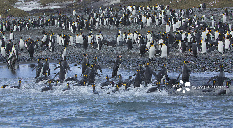 在南乔治亚岛索尔兹伯里平原返回岸边的帝企鹅图片素材