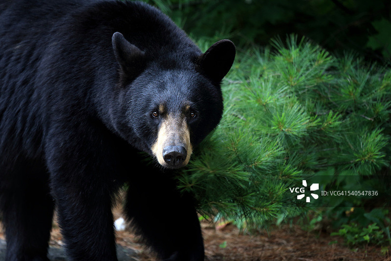 雌性黑熊图片素材