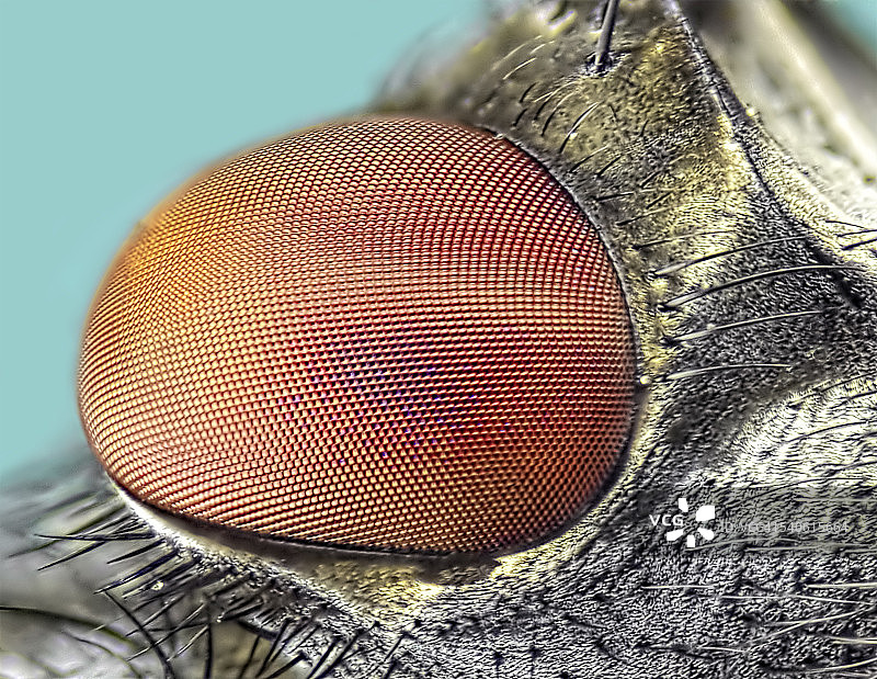 苍蝇的眼睛图片素材