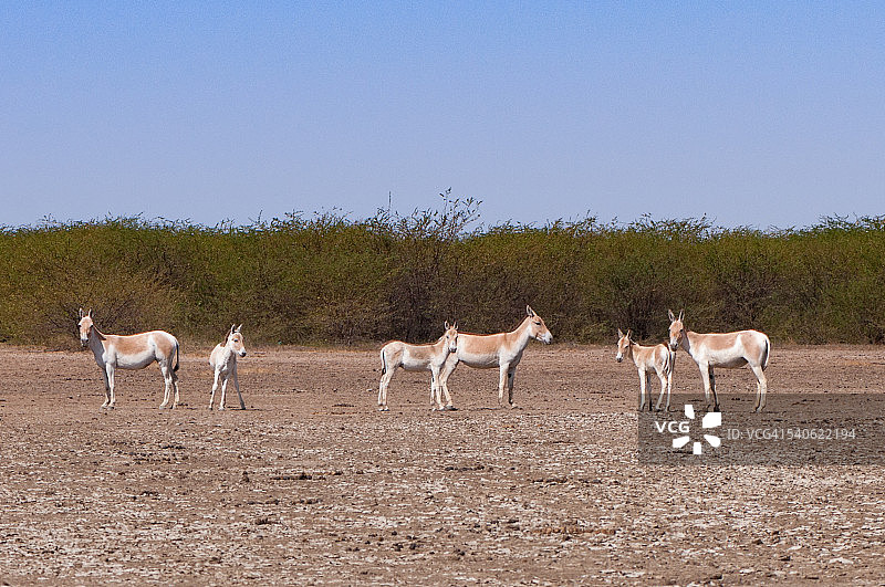 印度古吉拉特邦小卡奇湿地濒危亚洲野驴图片素材