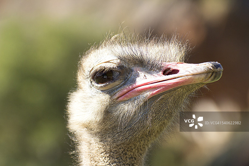 鸵鸟图片素材
