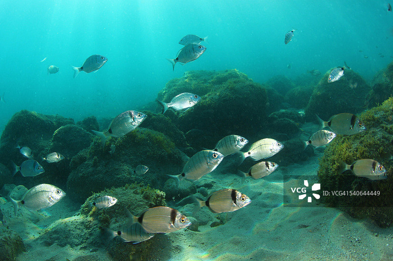 地中海生物多样性图片素材