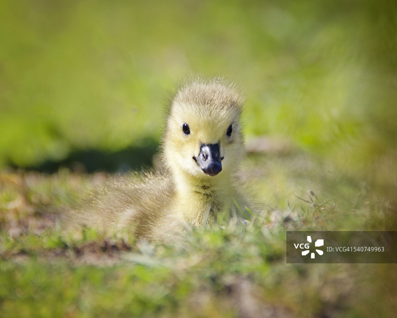 阿盖尔湖的雏鹅肖像图片素材