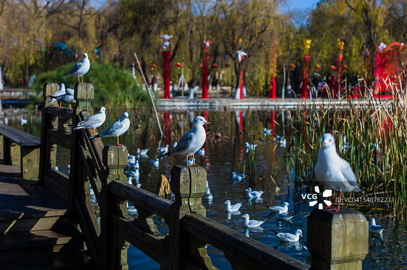 公园里的海鸥图片素材