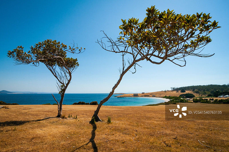 玛丽亚岛上的孤单树图片素材