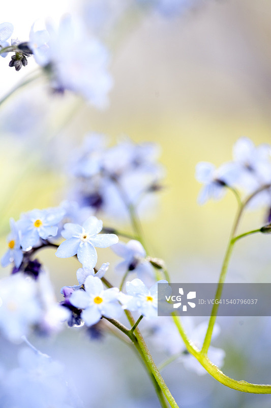 鲜花特写图片素材