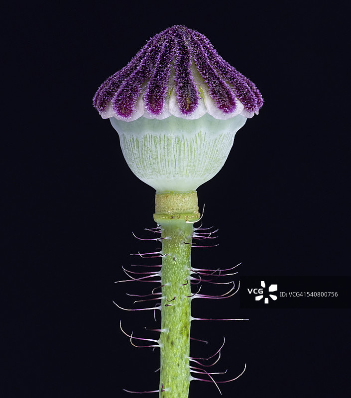 罂粟花图片素材