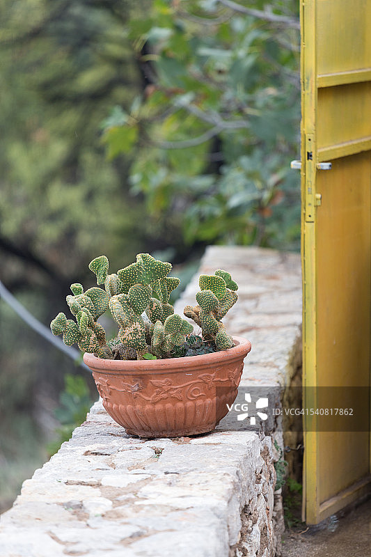 陶瓷盆栽仙人掌和黄色门（希腊雅典）图片素材