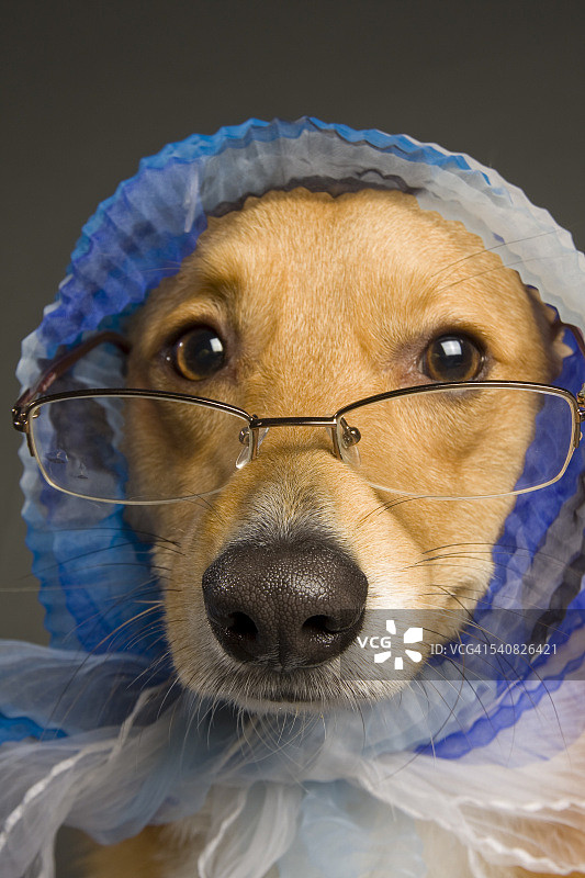 宠物戴眼镜图片素材