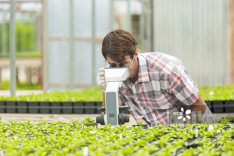 生物学家在显微镜下观察样本图片素材