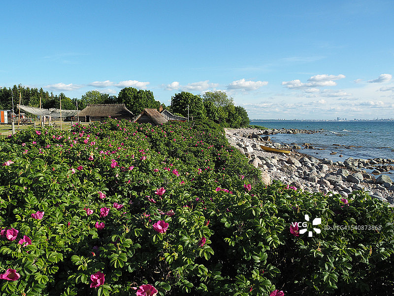 爱沙尼亚塔林波罗的海海滩上的野生玫瑰图片素材
