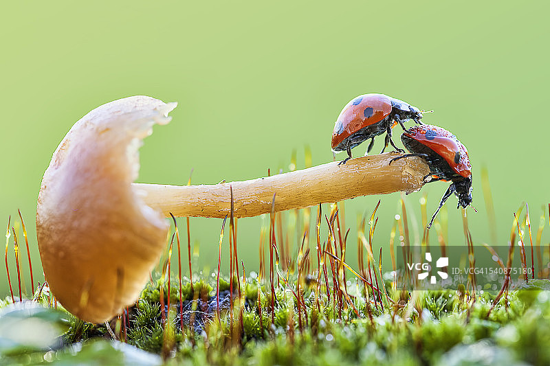 两只瓢虫在蘑菇上图片素材