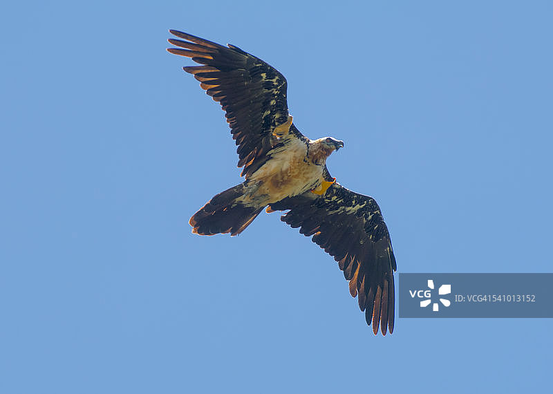 欧洲南部野生动物，胡兀鹫图片素材