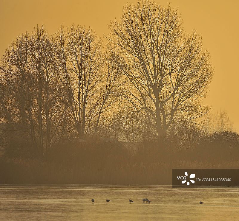 冰冻湖面上的黄色鸭子，荷兰哈勒姆图片素材