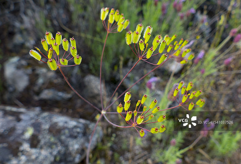 野花：欧洲南部植物，毛毡草图片素材