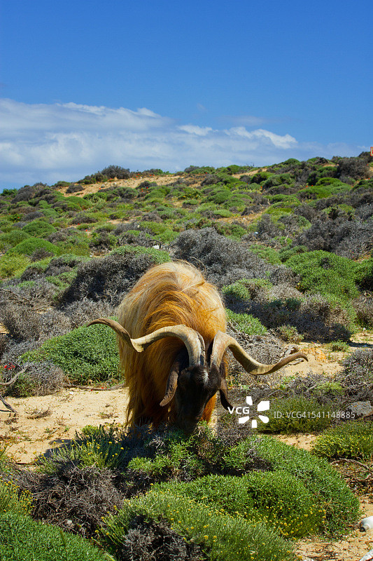 撞城槌图片素材