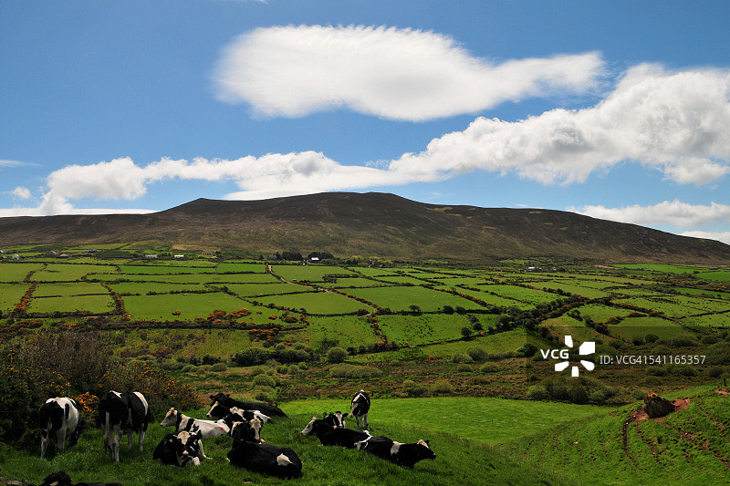 爱尔兰绿色自然风光中的奶牛图片素材