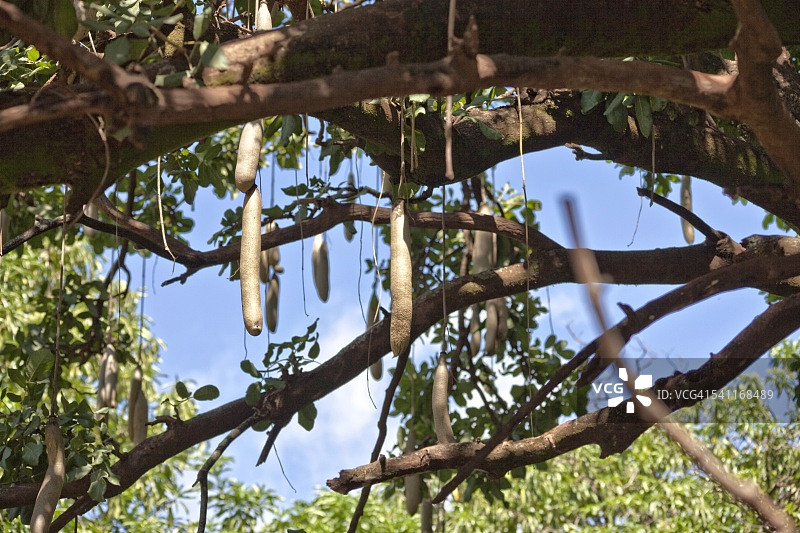 南非香肠树图片素材