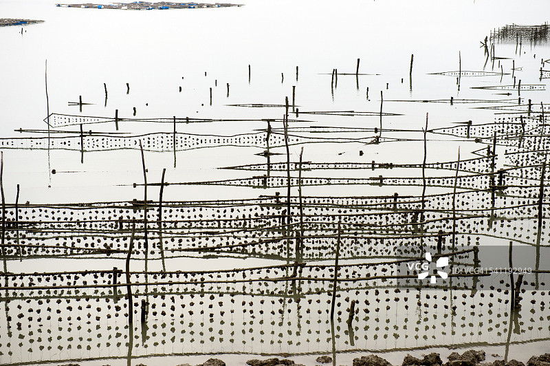 越南团洲岛的牡蛎养殖图片素材