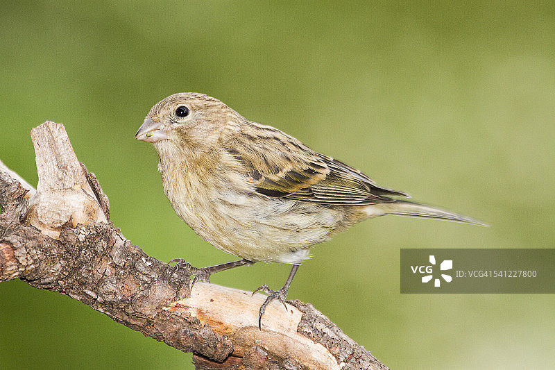 金丝雀图片素材