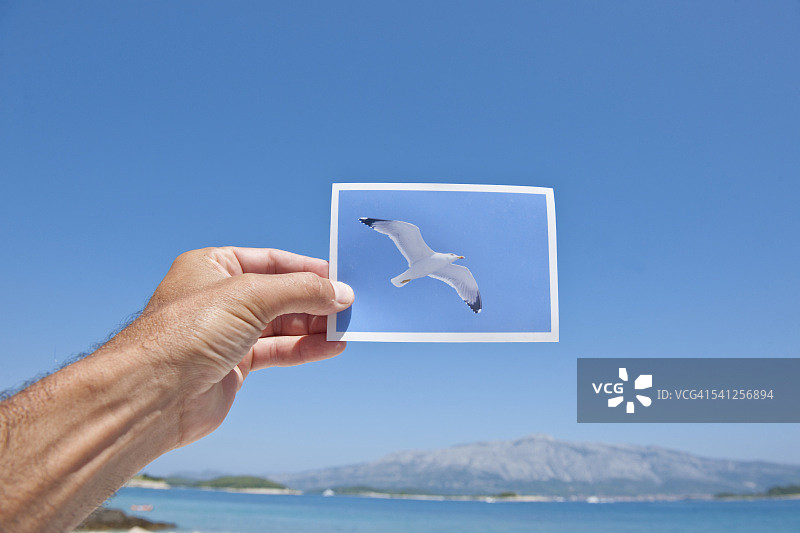 手持照片：克罗地亚科尔丘拉岛隆巴达的海鸥图片素材