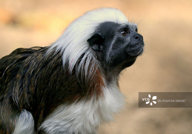 亚马逊的爱因斯坦图片素材