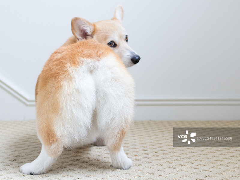 柯基犬的屁股图片素材