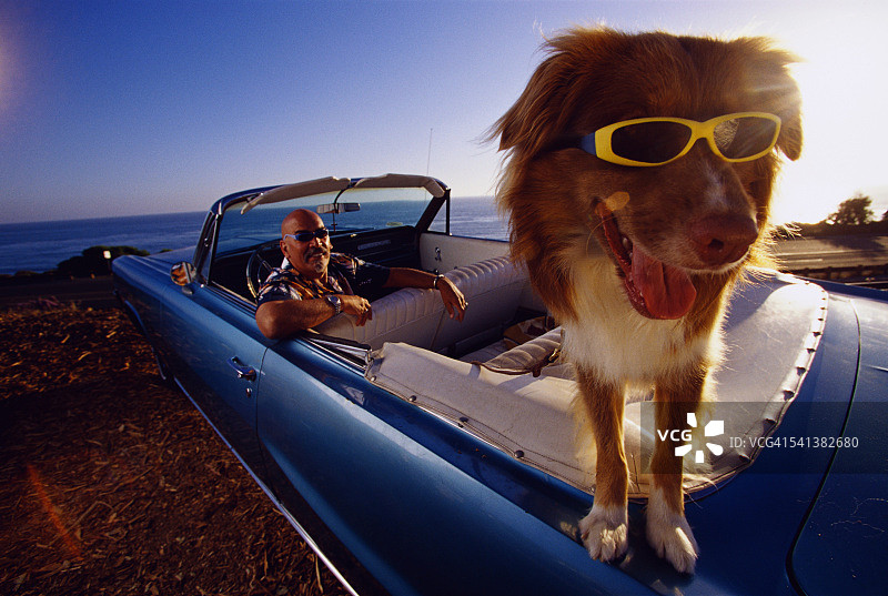 戴太阳镜的宠物狗坐在敞篷车里图片素材