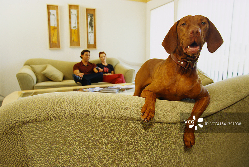 匈牙利维兹拉犬靠在沙发上图片素材