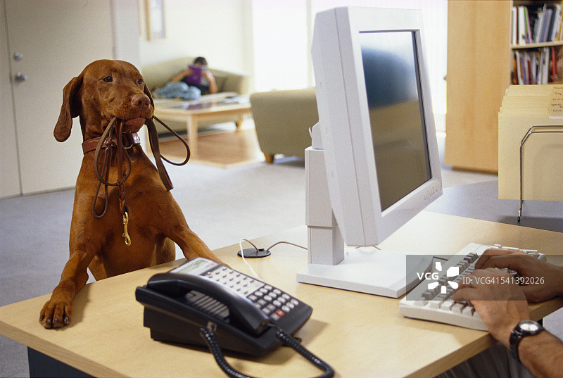 等待散步的匈牙利维兹拉犬（带牵引绳）图片素材