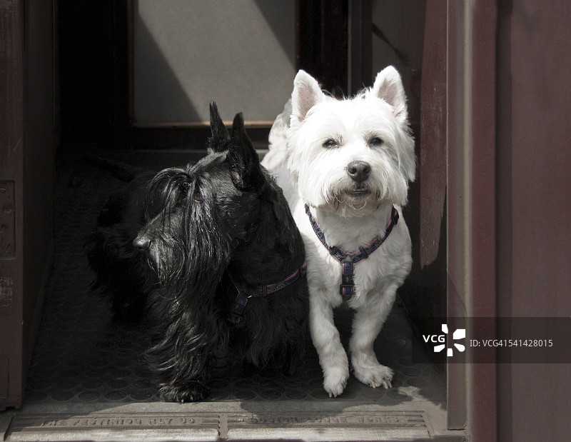 火车上的小猎犬图片素材