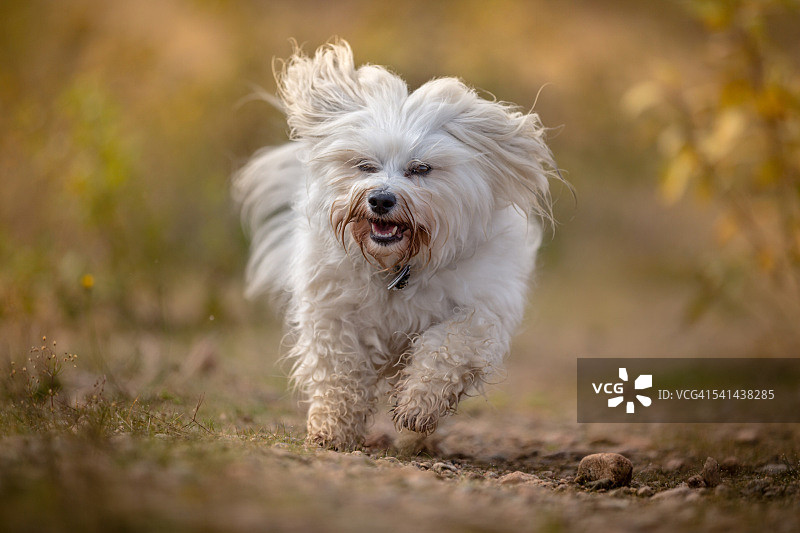 快乐的哈瓦那犬图片素材